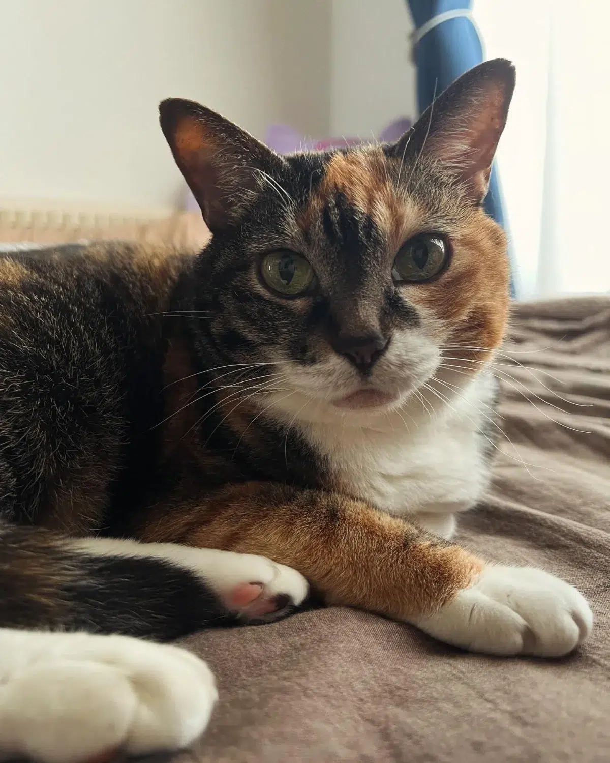 小泉今日子の猫エッセイ集大成『新装版 小雨日記』が発売！還暦記念で未公開写真や書き下ろしを収録、1月28日にはトークショーも開催