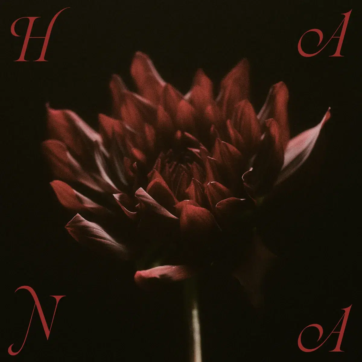 HANA 1st Album『HANA』に収録される2曲の新曲情報がついに解禁。「ALL IN」では初となる“HANA全員”で作詞作曲に挑戦！！さらにプリオーダー・Pre-Add/Pre-Saveがスタート！！