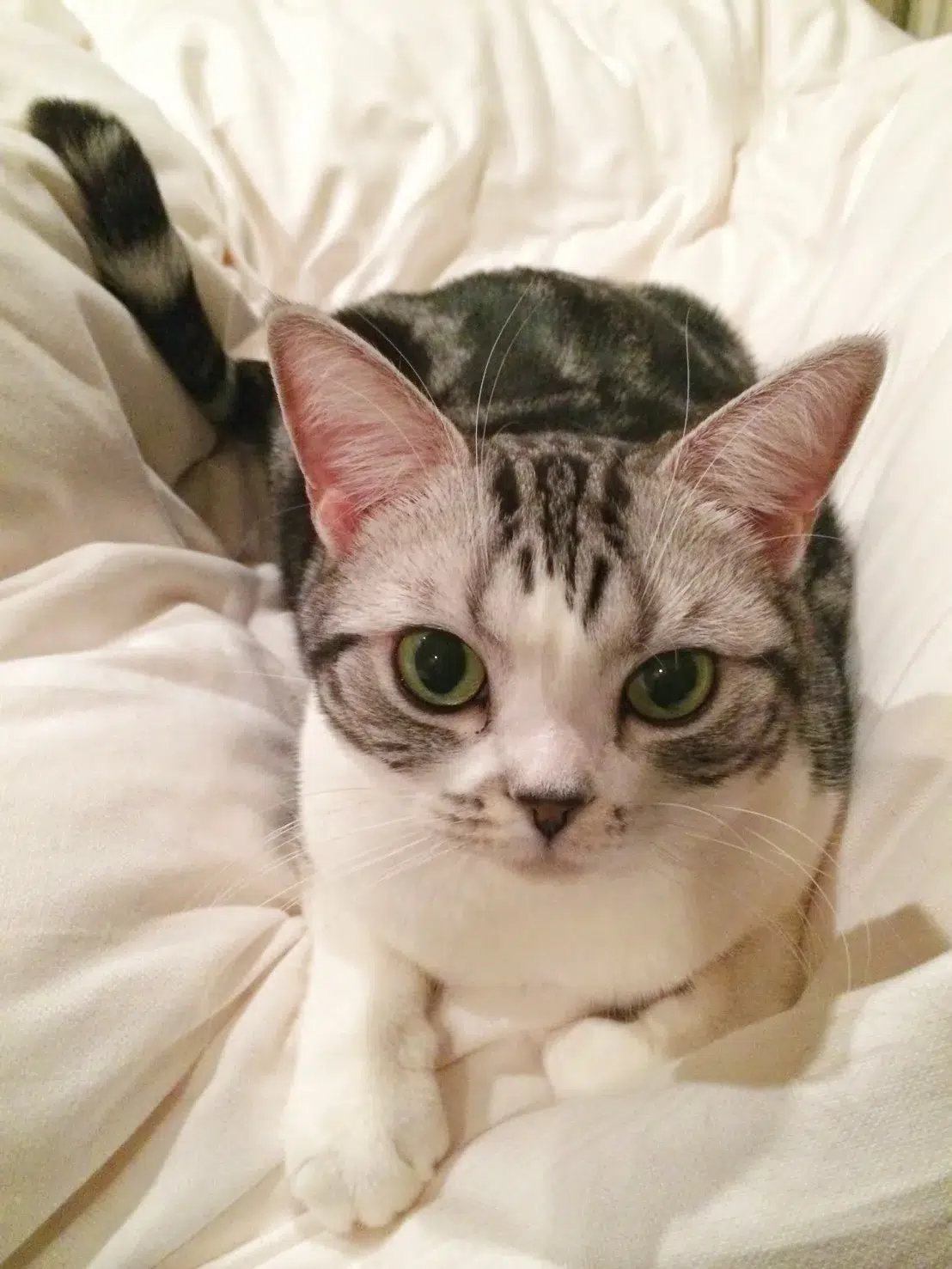 前田敦子さんが初代受賞！日本獣医師会 第1回「ベストバディアワード2026」授賞式レポート