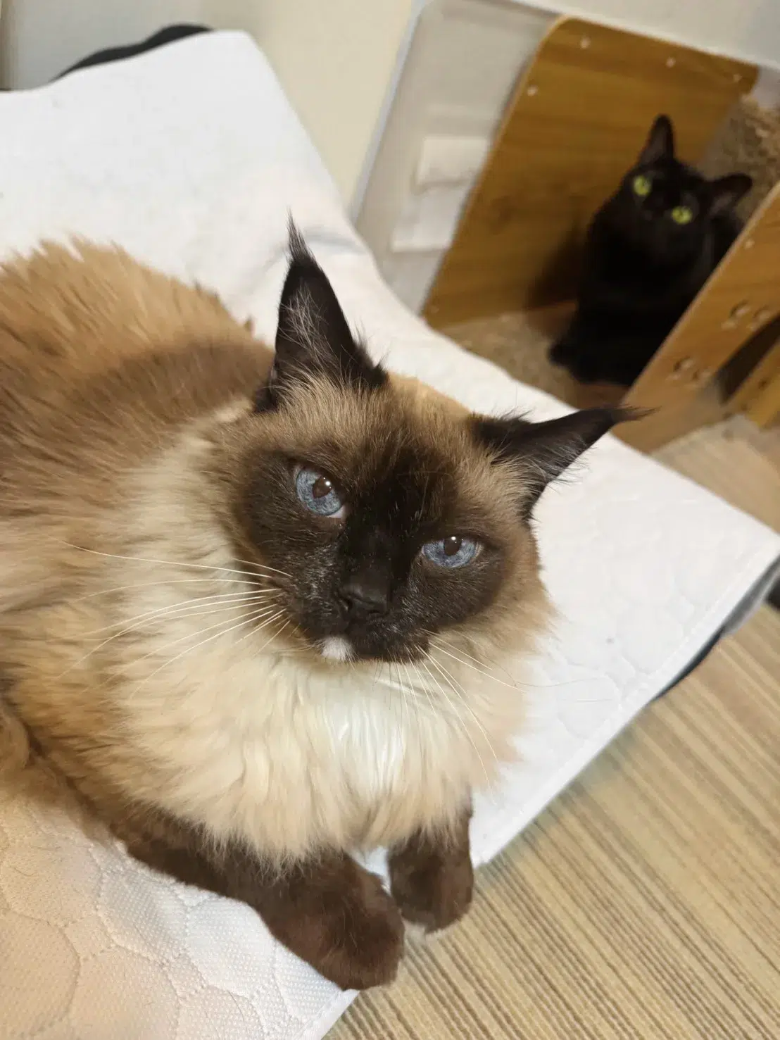 前田敦子さんが初代受賞！日本獣医師会 第1回「ベストバディアワード2026」授賞式レポート