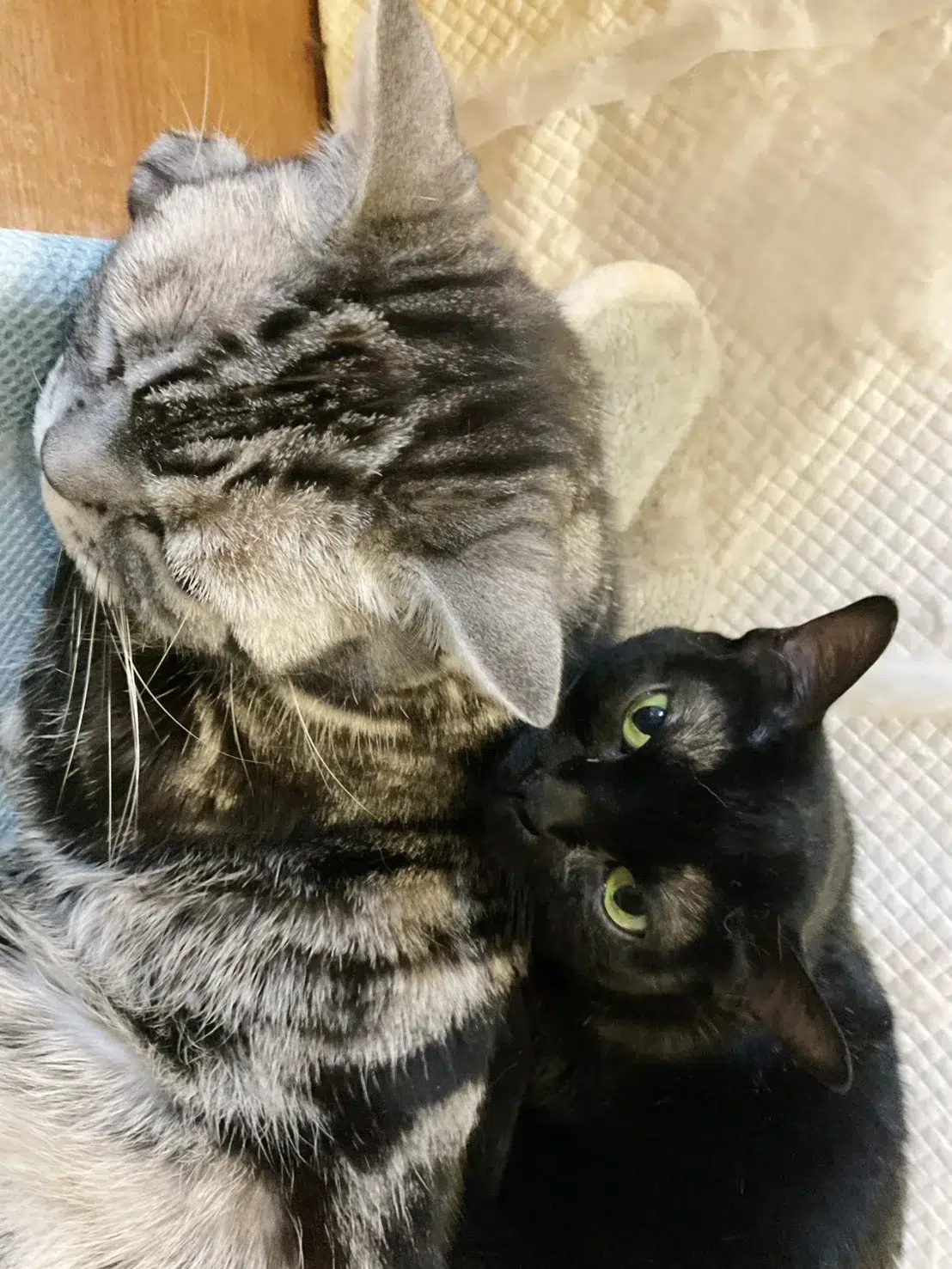 前田敦子さんが初代受賞！日本獣医師会 第1回「ベストバディアワード2026」授賞式レポート