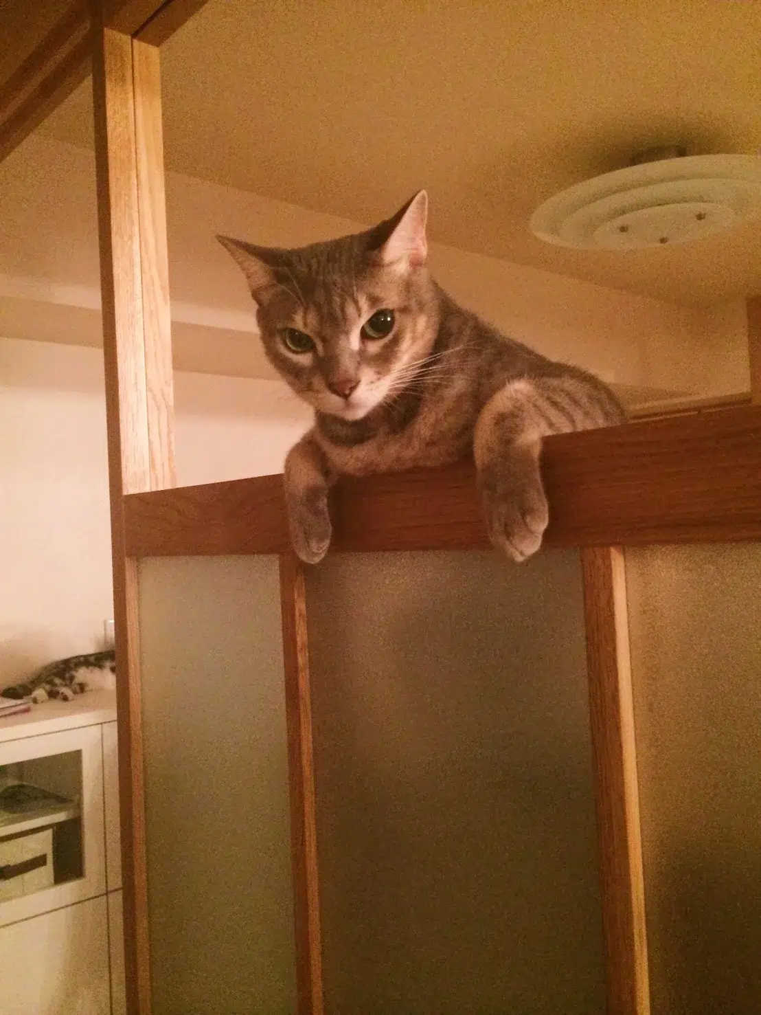 前田敦子さんが初代受賞！日本獣医師会 第1回「ベストバディアワード2026」授賞式レポート