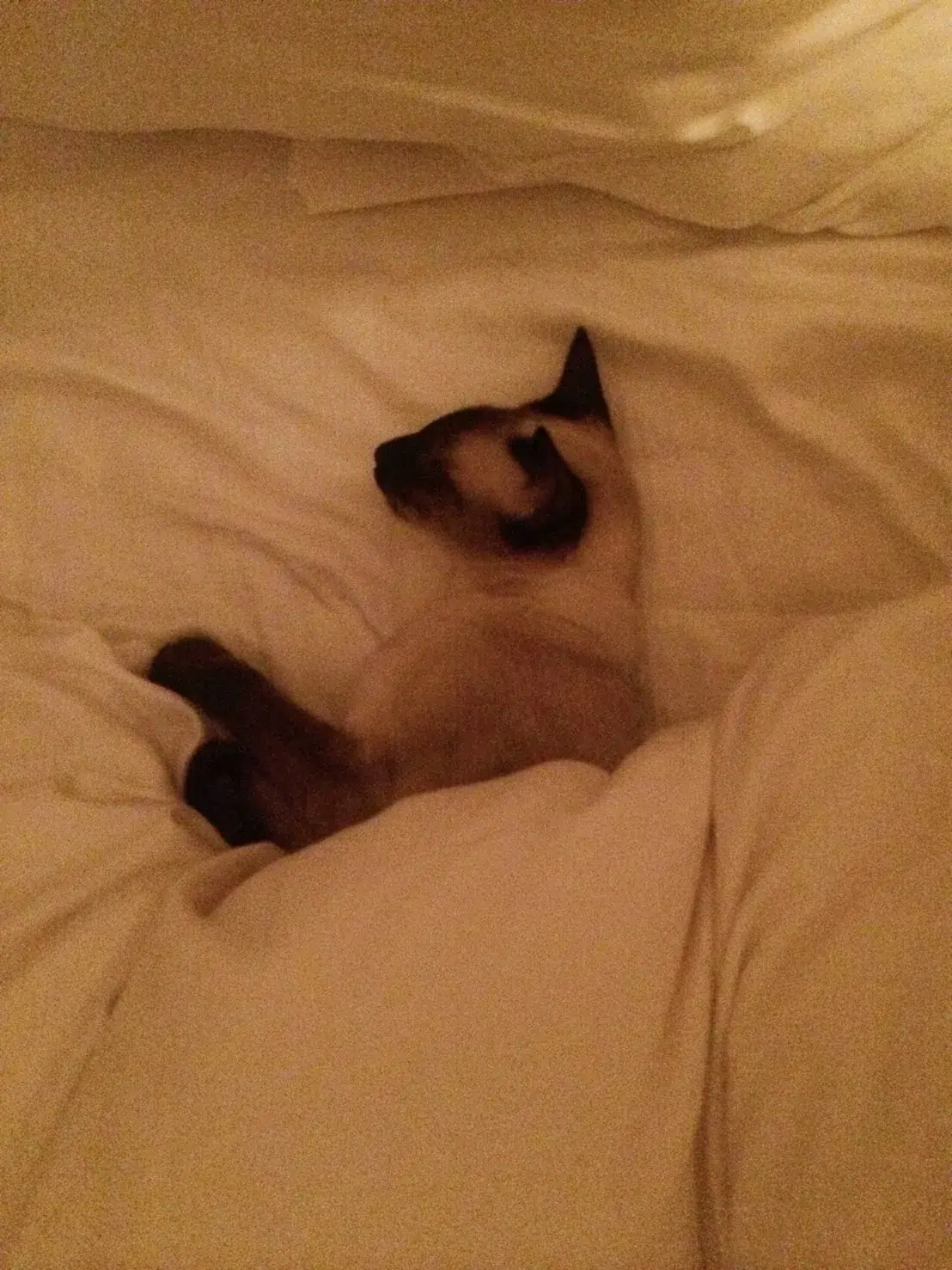 前田敦子さんが初代受賞！日本獣医師会 第1回「ベストバディアワード2026」授賞式レポート