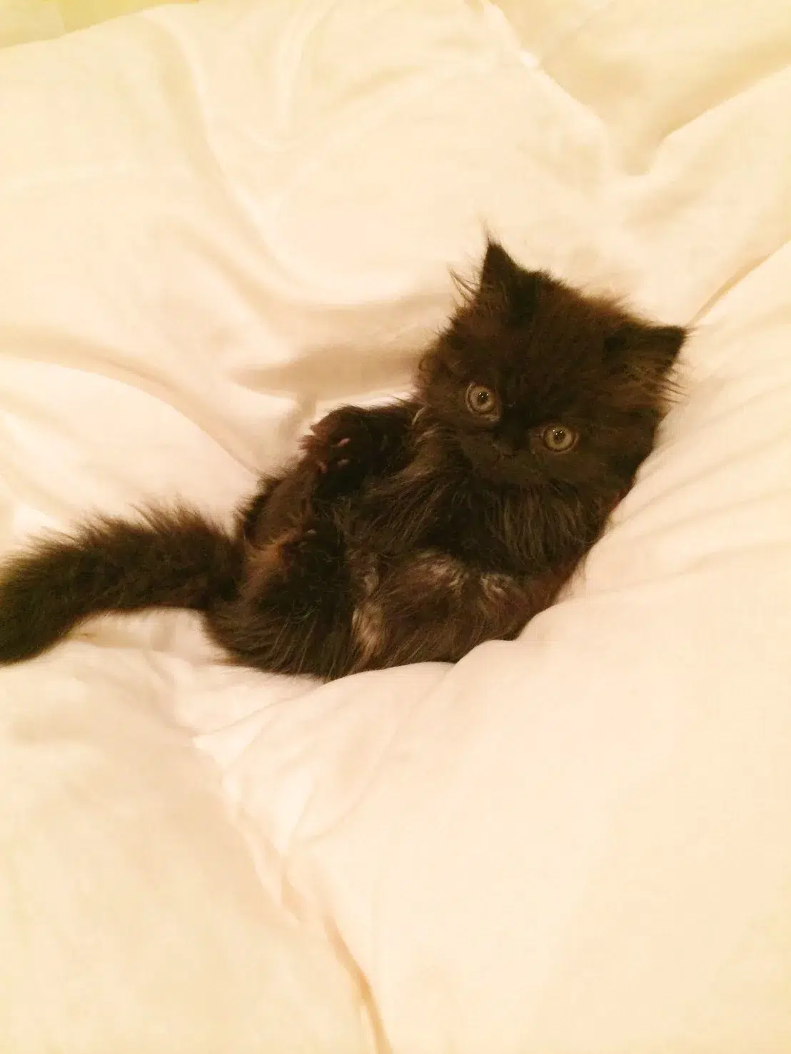 前田敦子さんが初代受賞！日本獣医師会 第1回「ベストバディアワード2026」授賞式レポート