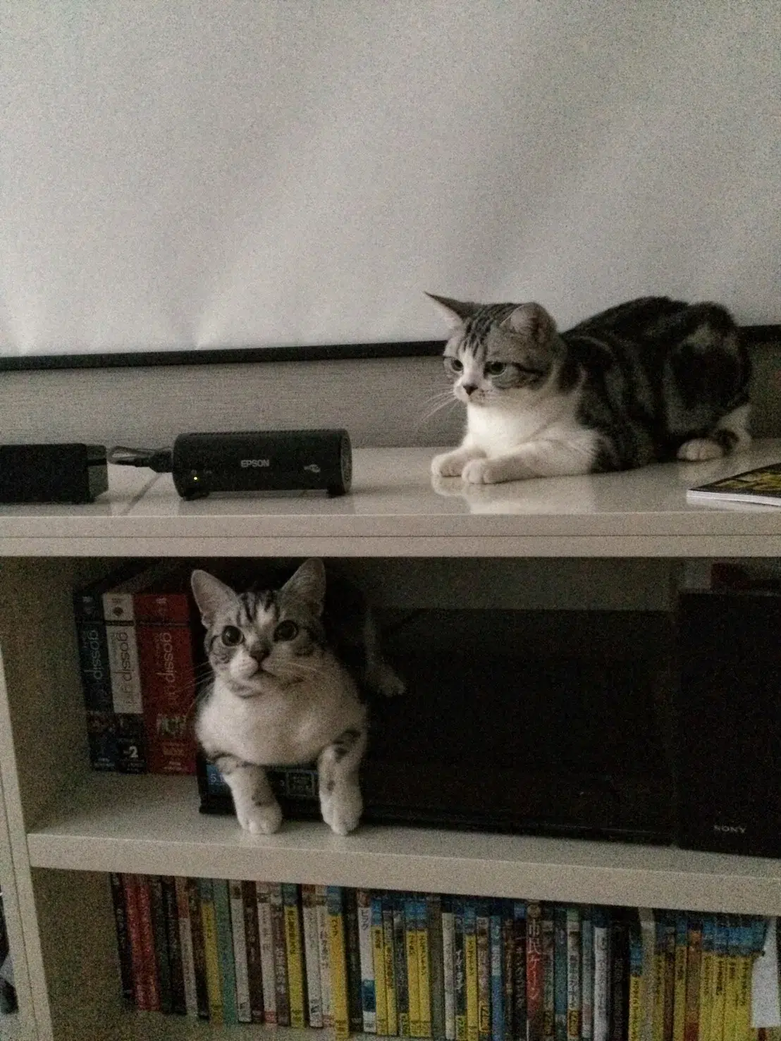 前田敦子さんが初代受賞！日本獣医師会 第1回「ベストバディアワード2026」授賞式レポート