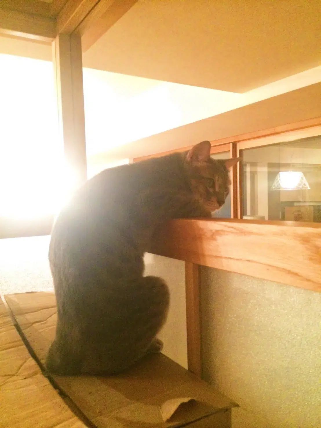 前田敦子さんが初代受賞！日本獣医師会 第1回「ベストバディアワード2026」授賞式レポート